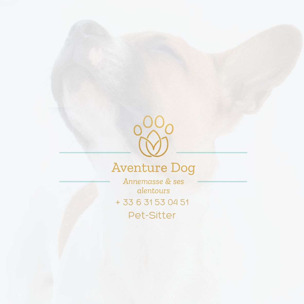 Aventure Dog