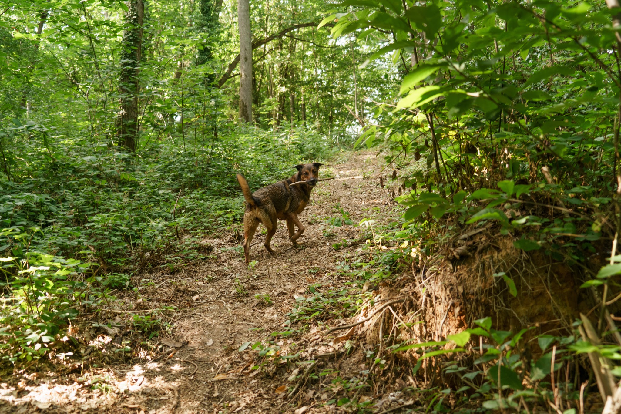 Dog Valley — photo