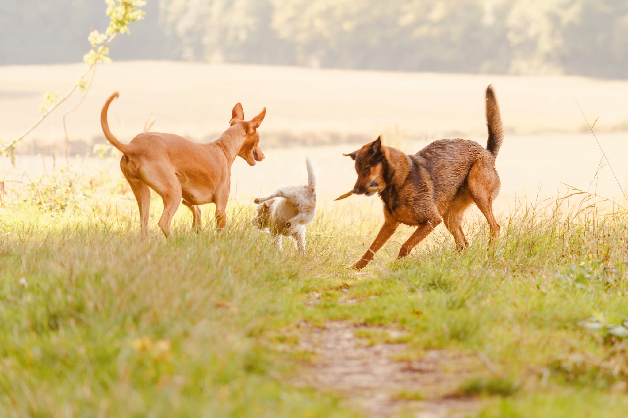 Dog Valley — photo