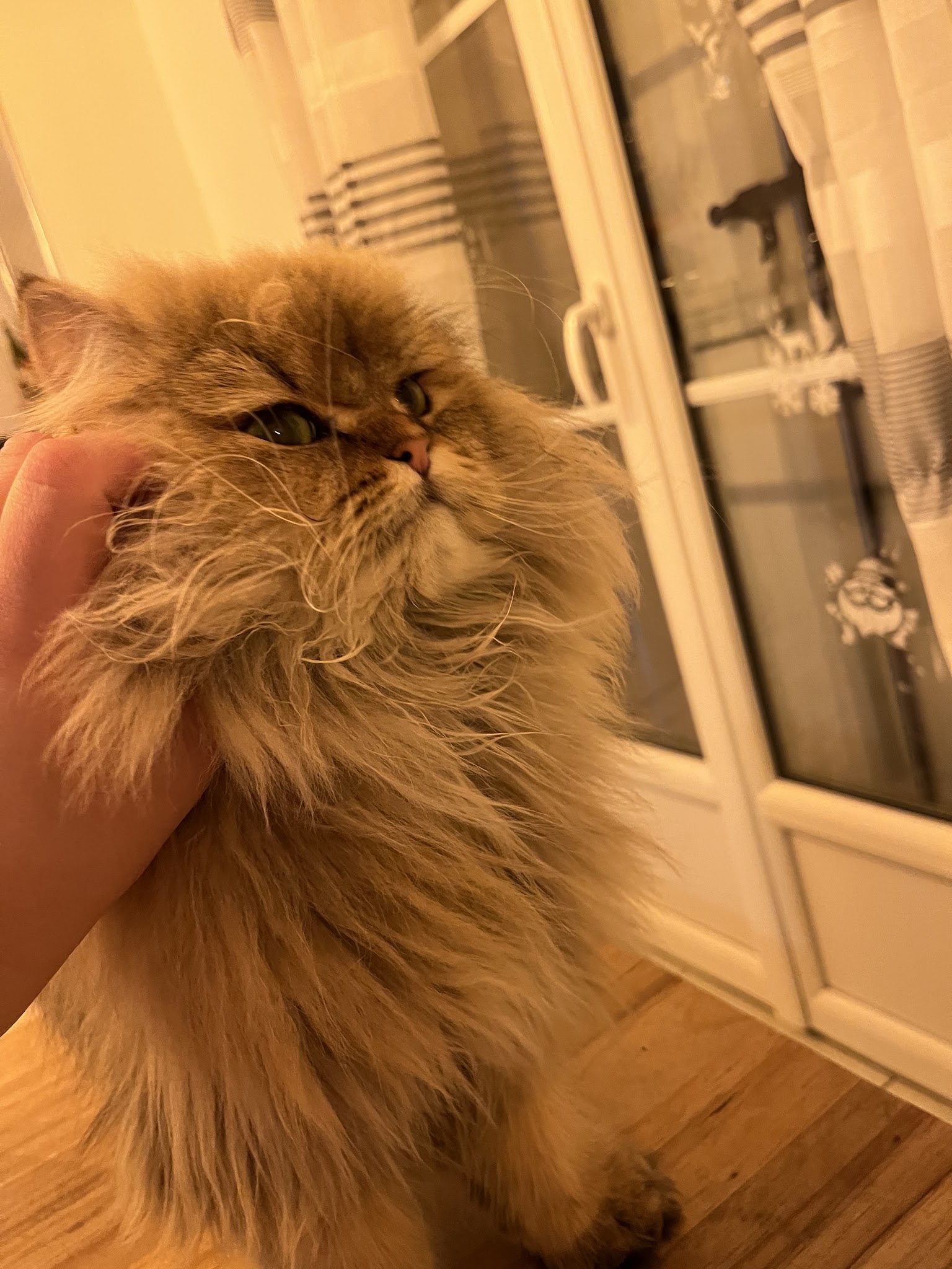 Une vie de PaChat, garde d'animaux à domicile Sud Rennes — photo