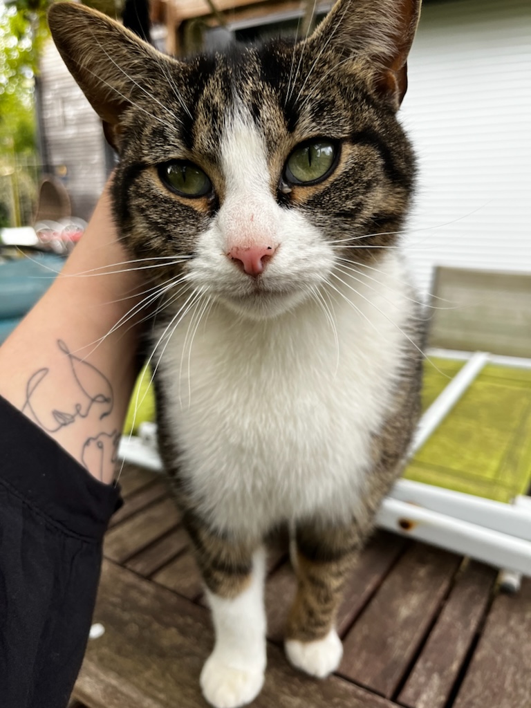 Une vie de PaChat, garde d'animaux à domicile Sud Rennes