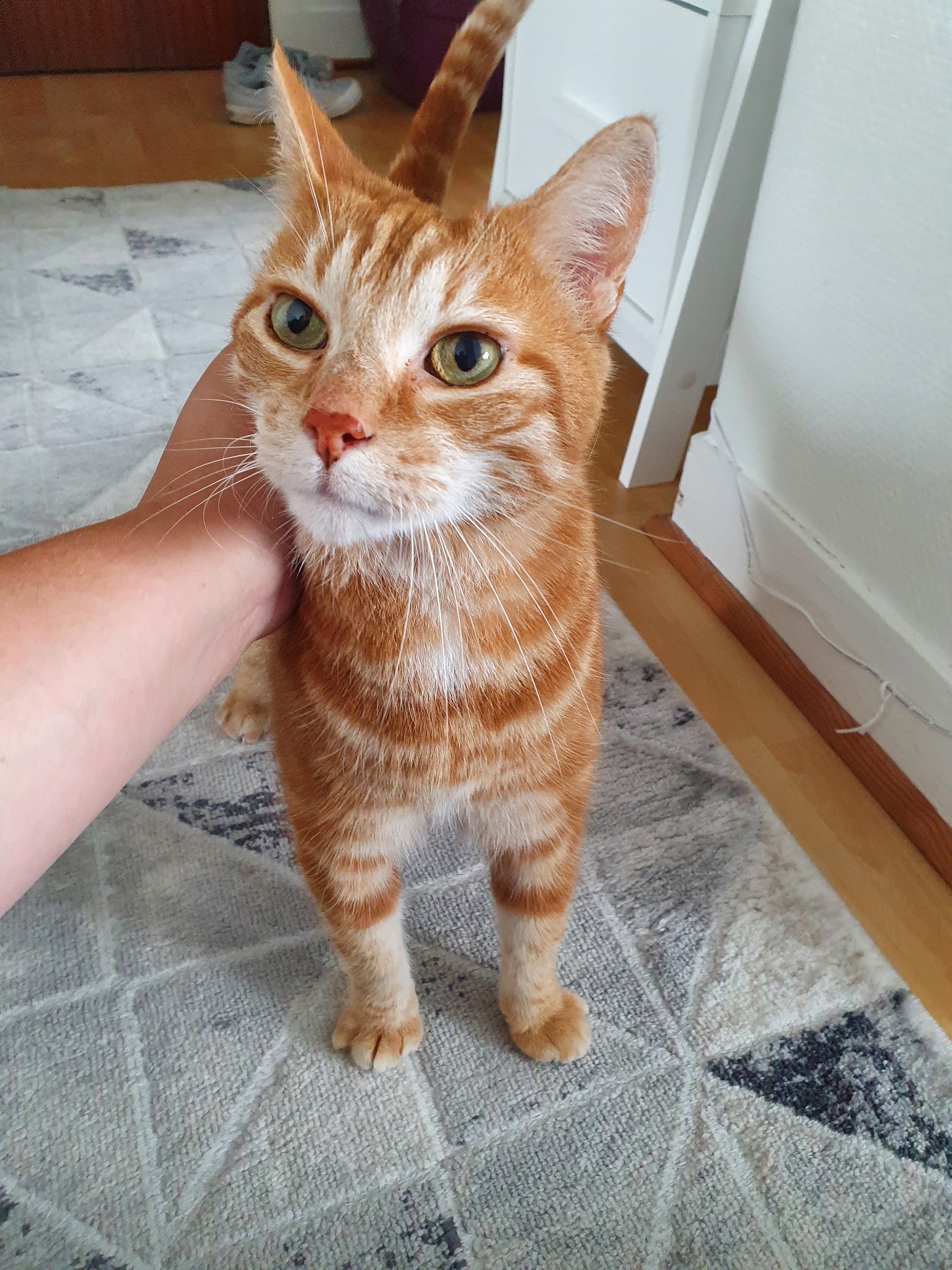 Une vie de PaChat, garde d'animaux à domicile Sud Rennes — photo