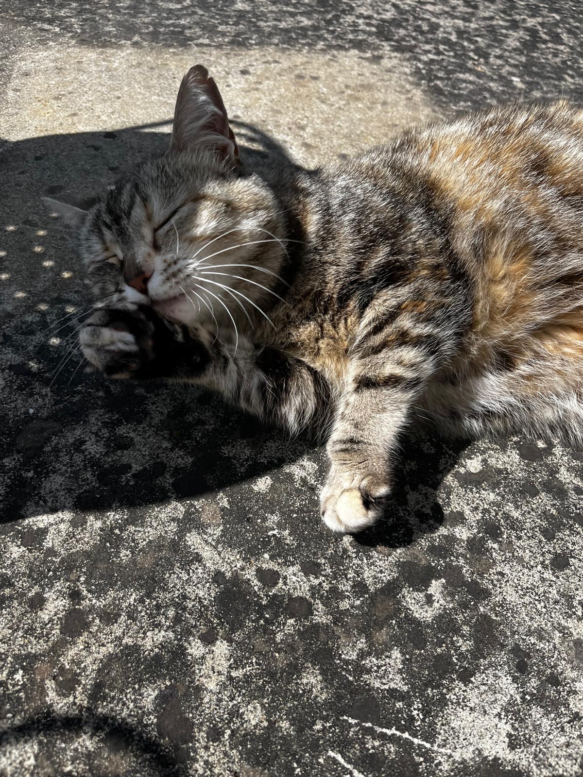 Une vie de PaChat, garde d'animaux à domicile Sud Rennes — photo