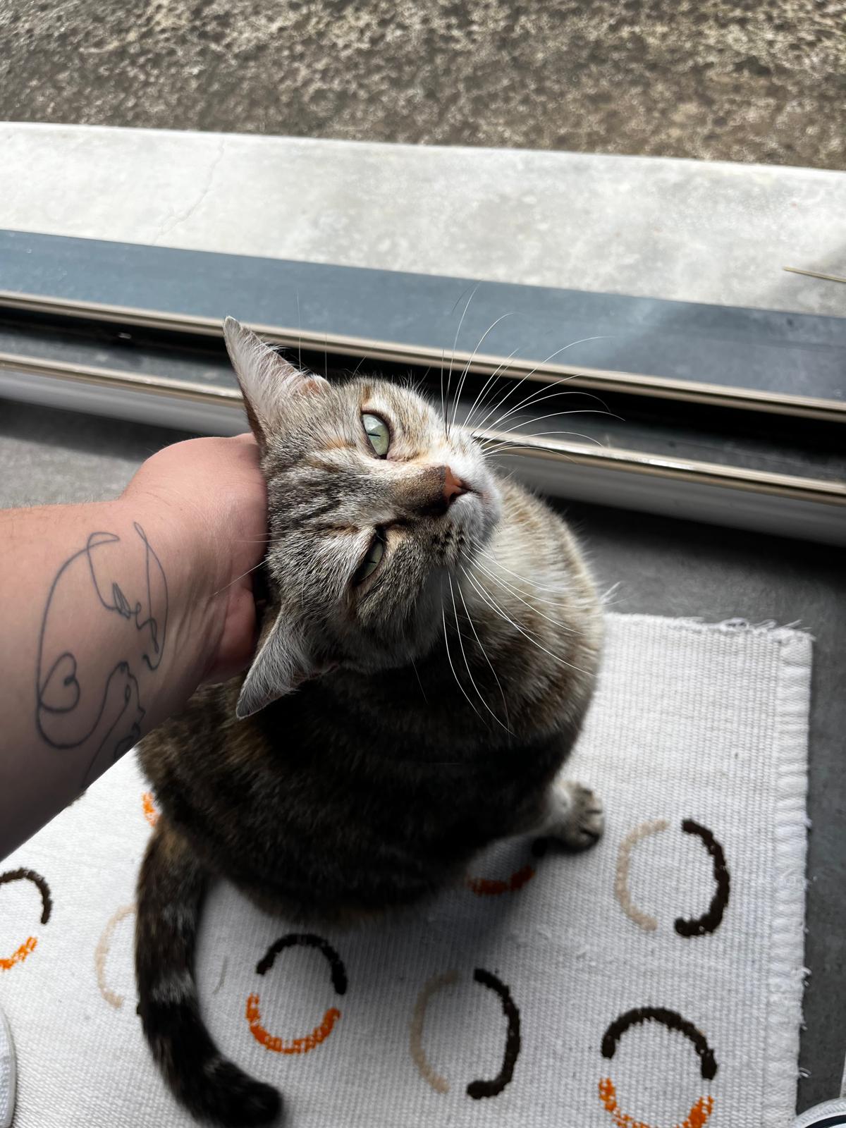 Une vie de PaChat, garde d'animaux à domicile Sud Rennes — photo