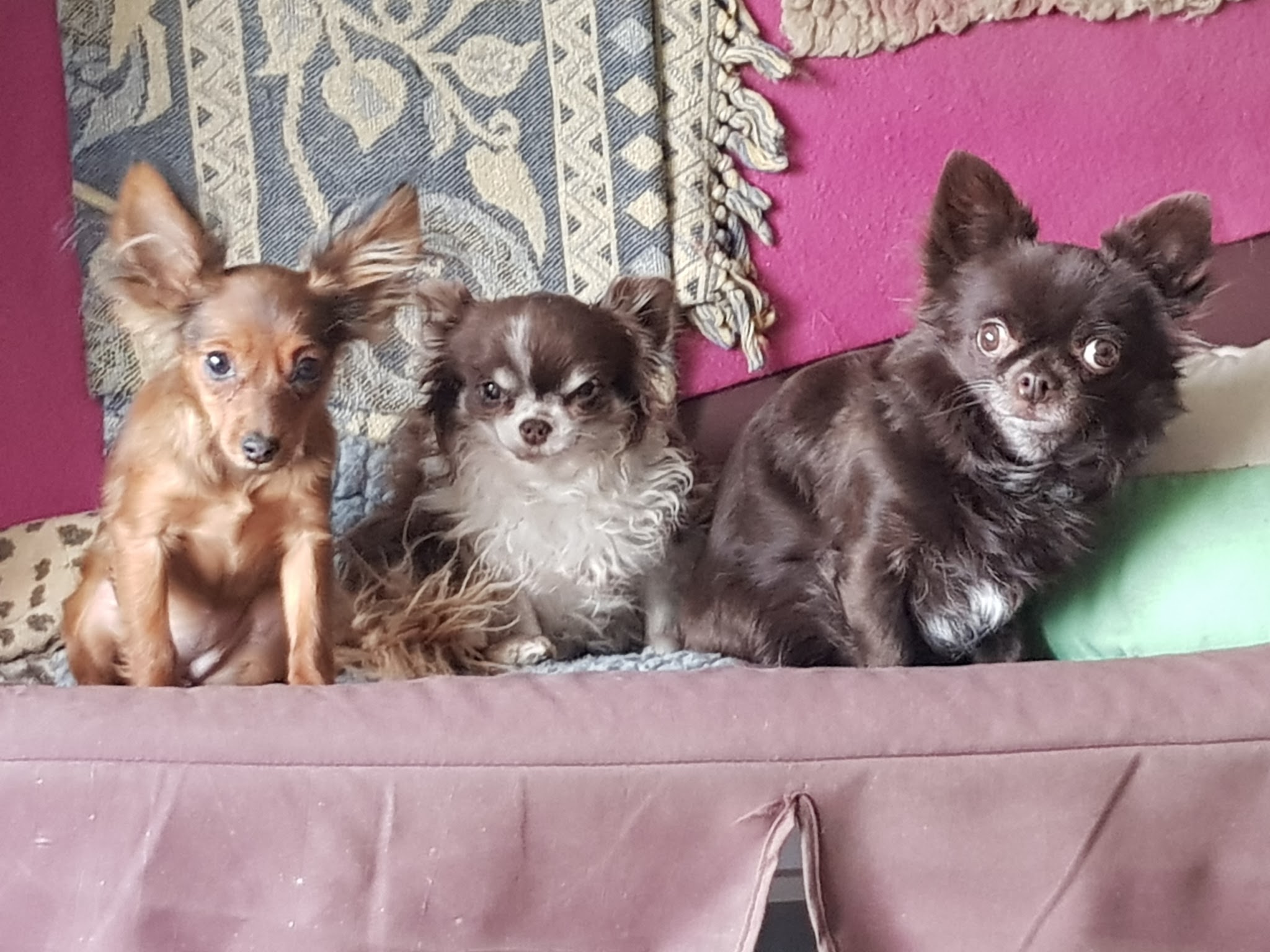 SweetyDog - garderie de chiens en famille à la maison - pour chiens sociables — photo