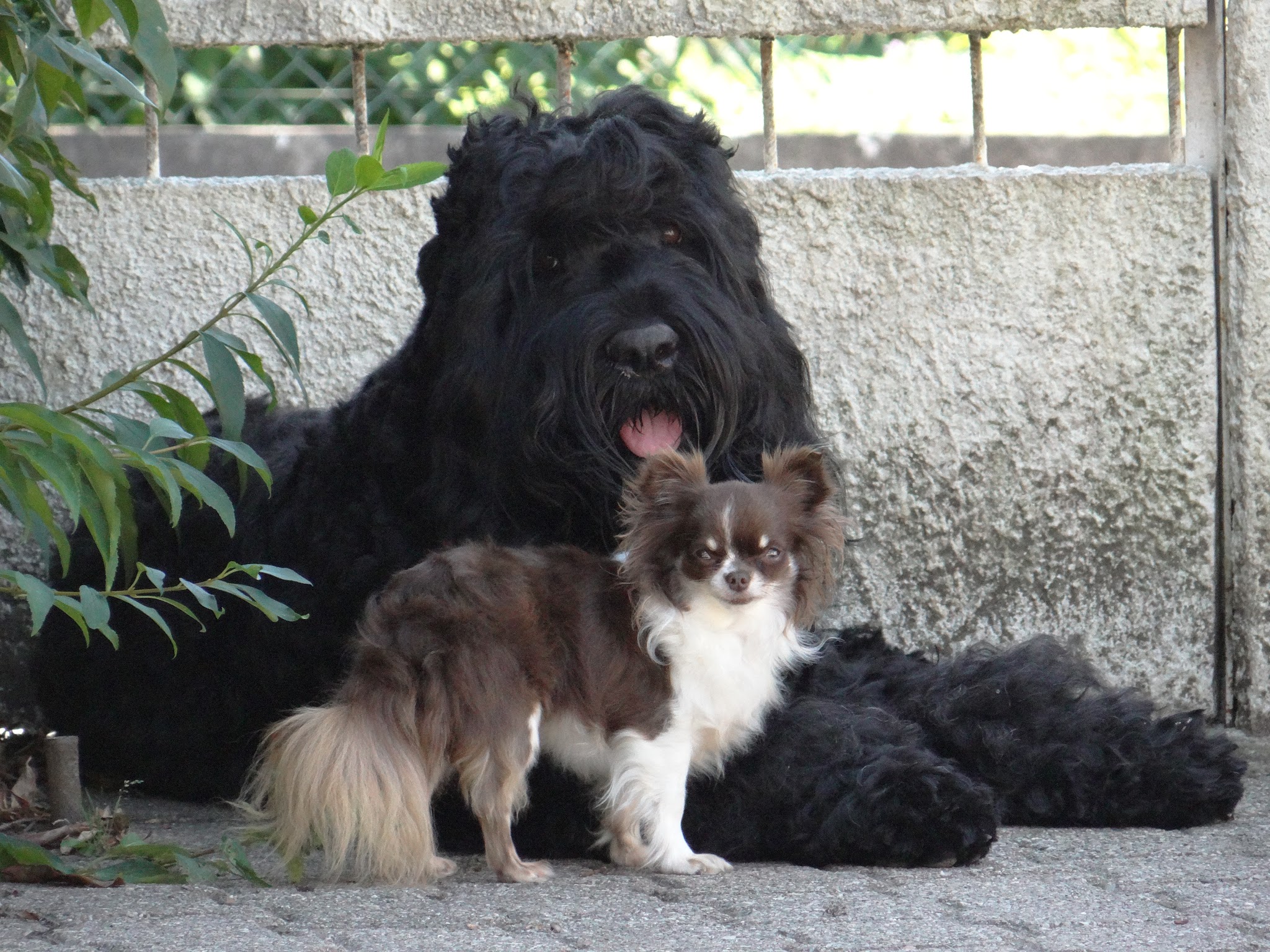 SweetyDog - garderie de chiens en famille à la maison - pour chiens sociables — photo
