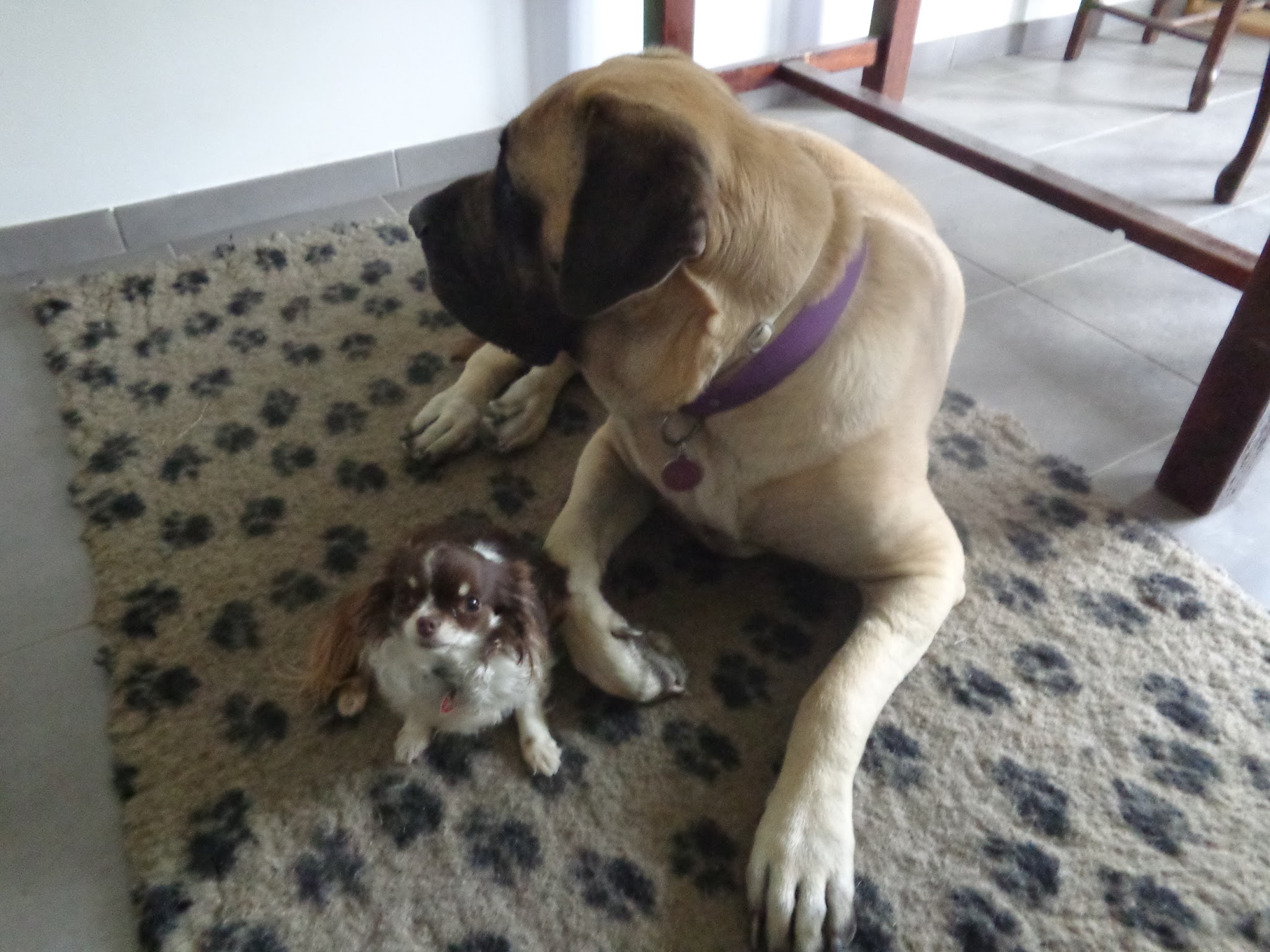 SweetyDog - garderie de chiens en famille à la maison - pour chiens sociables — photo