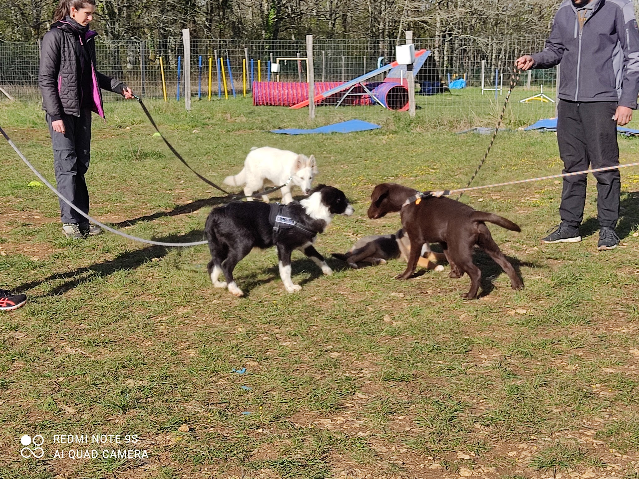 Casa Canis- Éducateur canin — photo