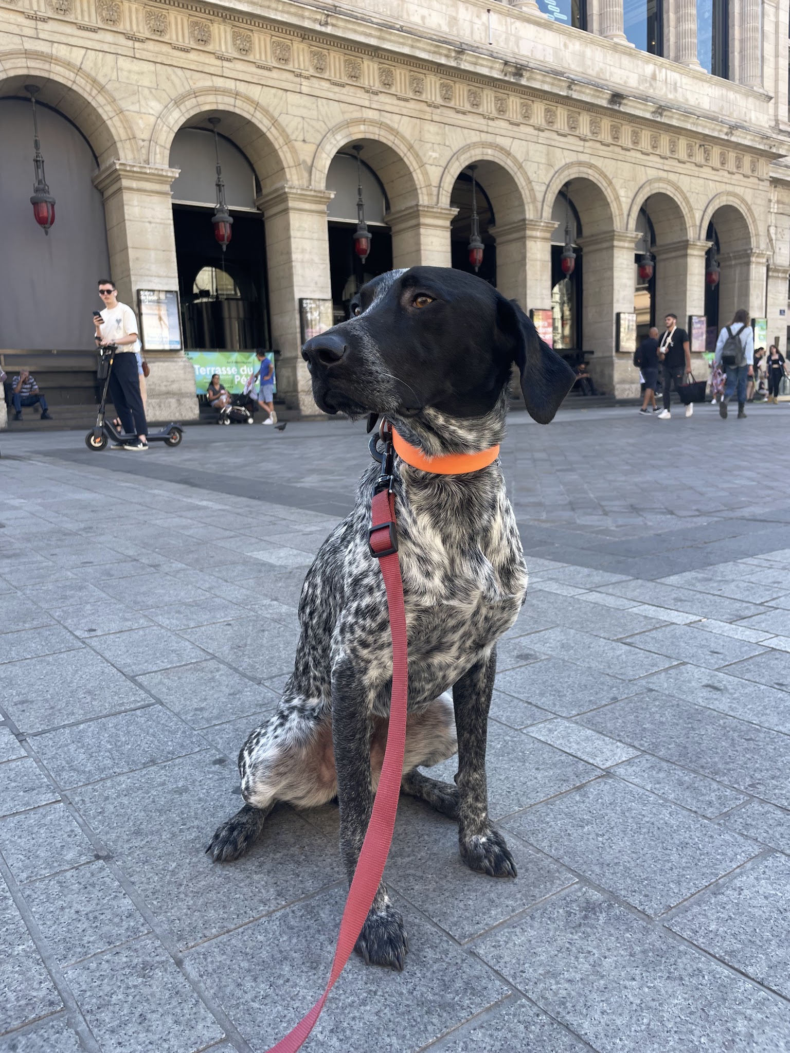 Lizzie Dogs — photo