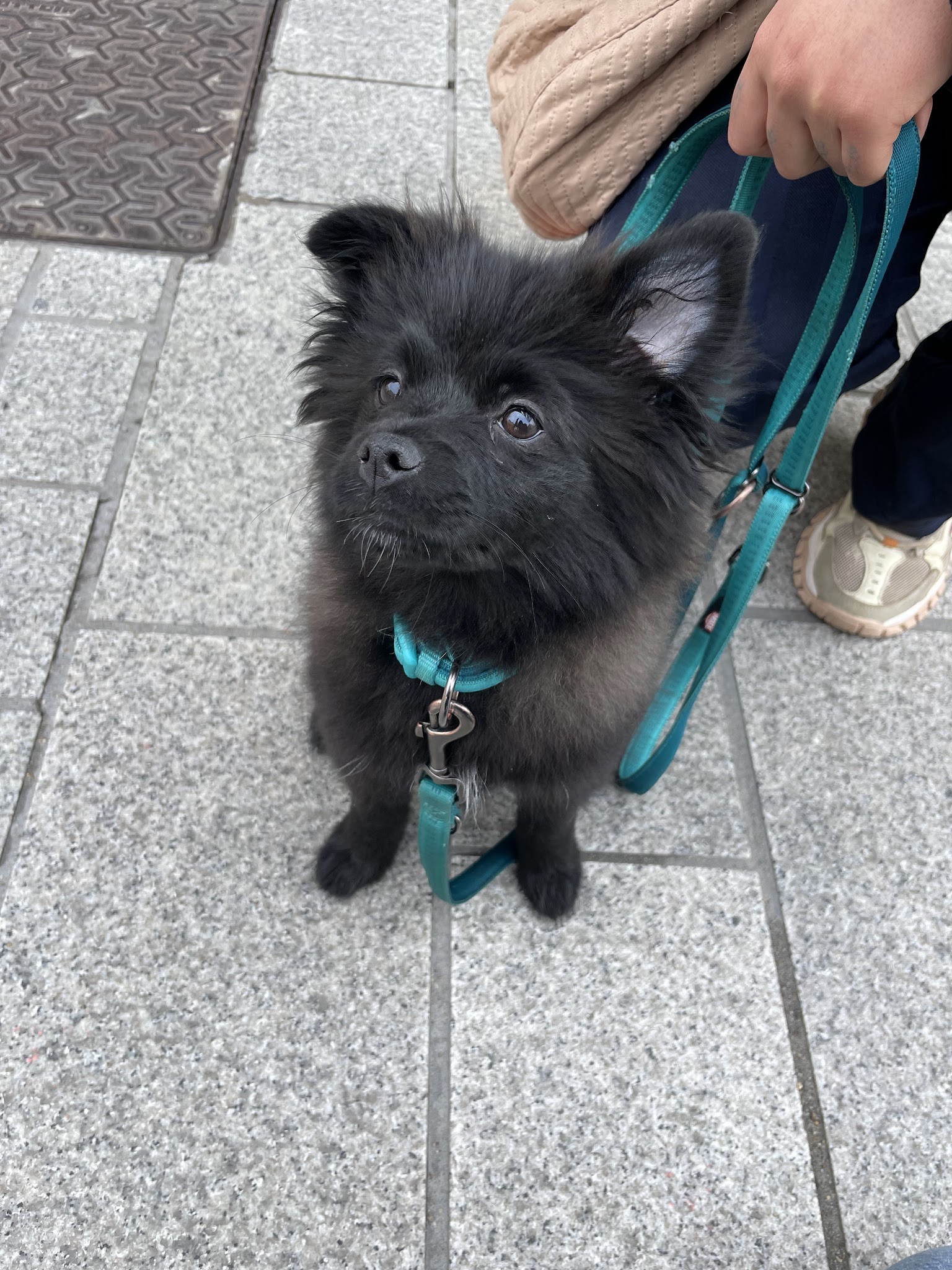 Lizzie Dogs — photo