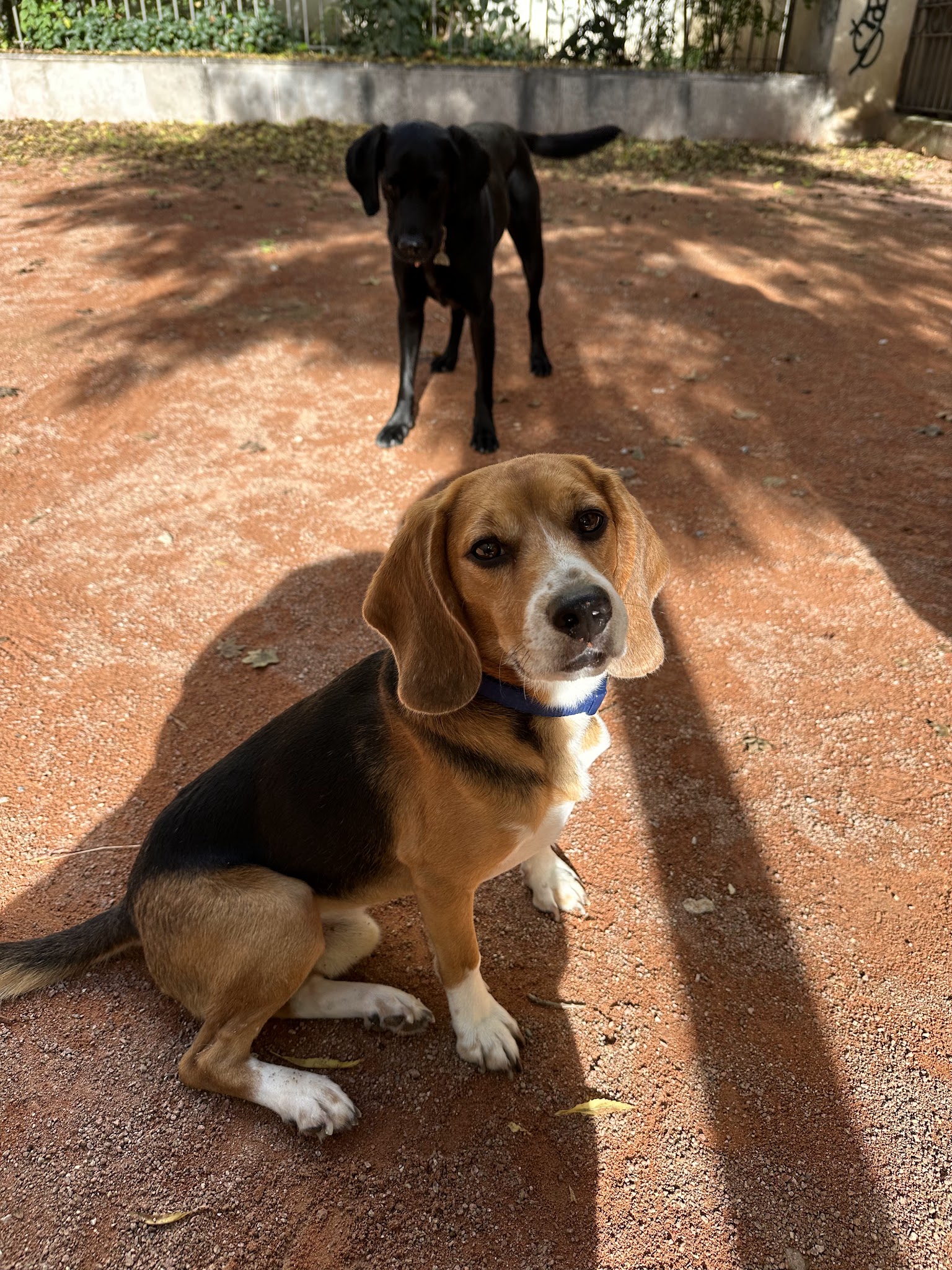 Lizzie Dogs — photo