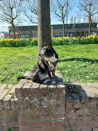 Complice des 4 pattes – Petsitter