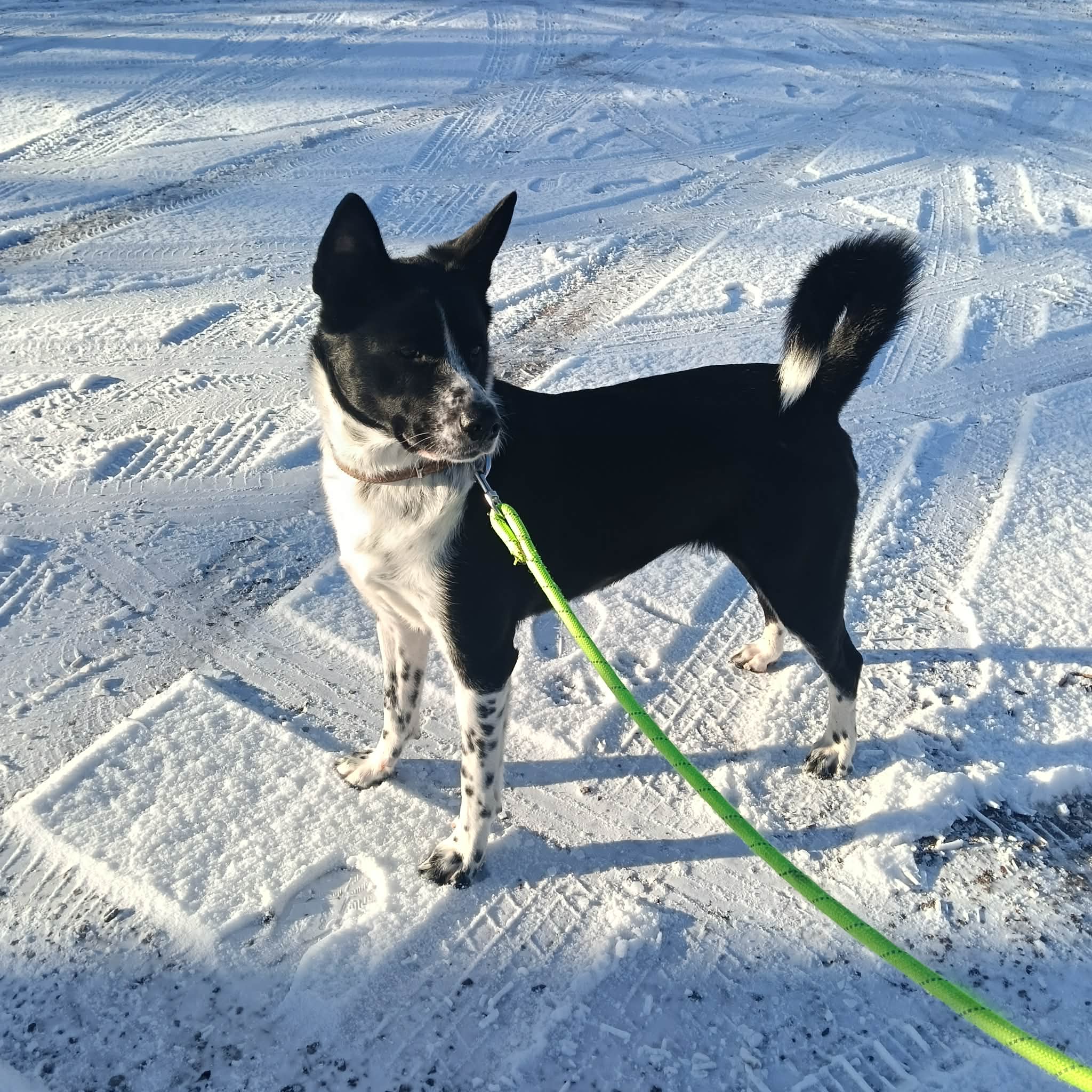 Complice des 4 pattes – Petsitter — photo