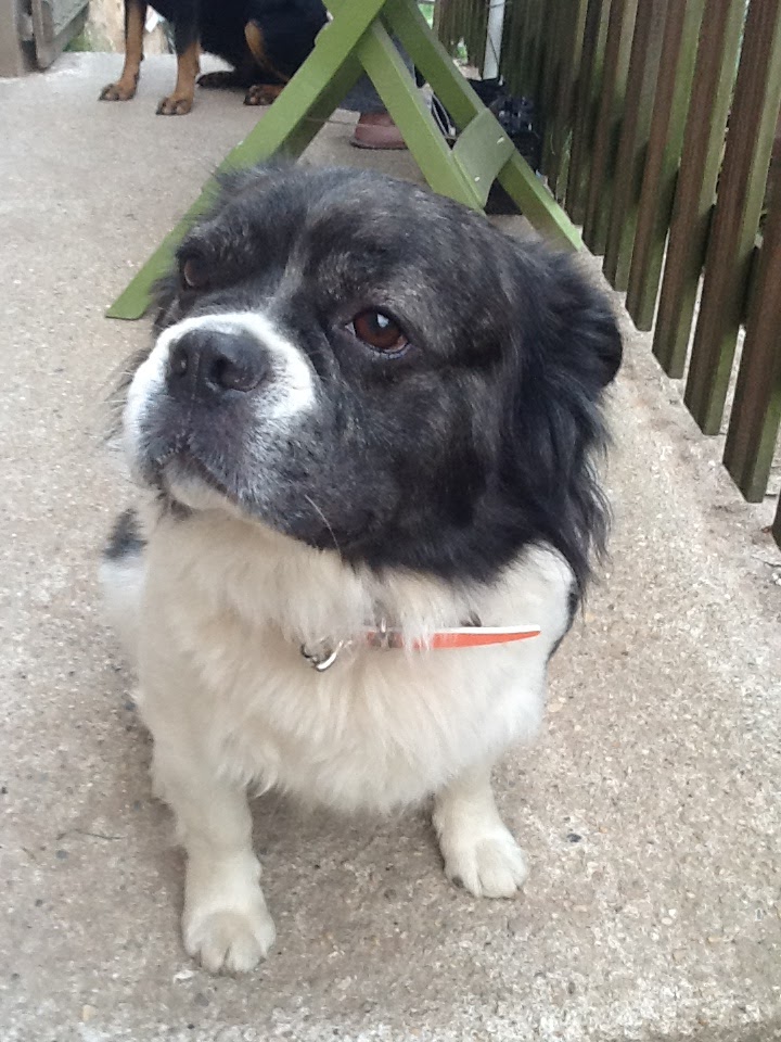 Complice des 4 pattes – Petsitter — photo