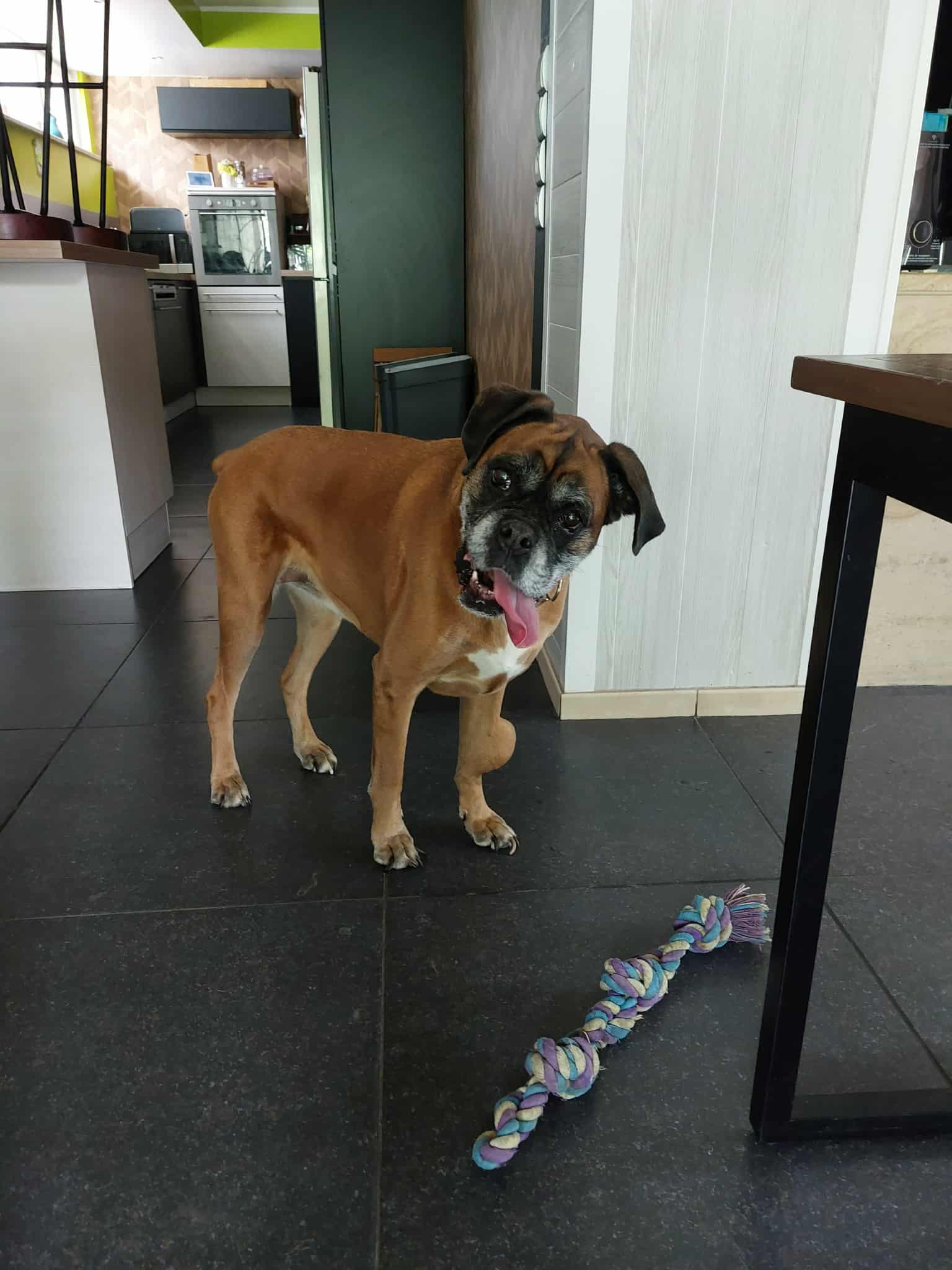 Complice des 4 pattes – Petsitter — photo