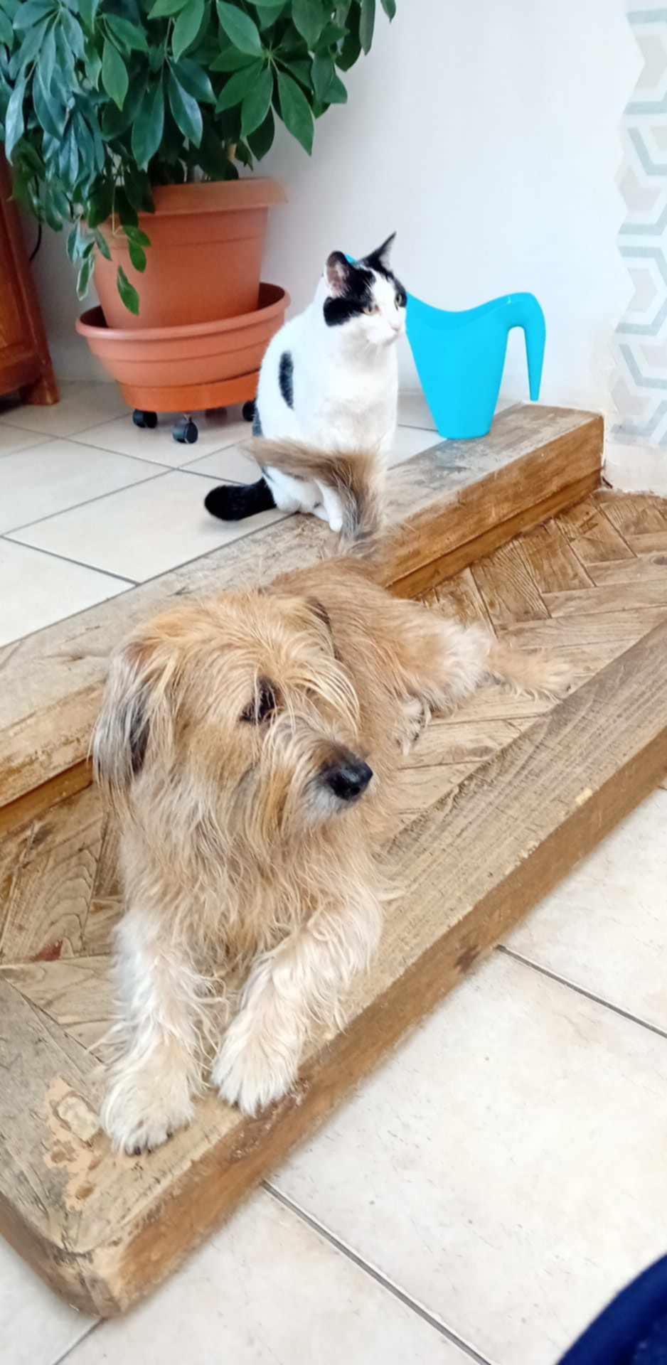 Complice des 4 pattes – Petsitter — photo