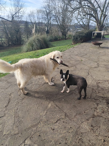 Doggie & co - Promenade et pension canine Normandie