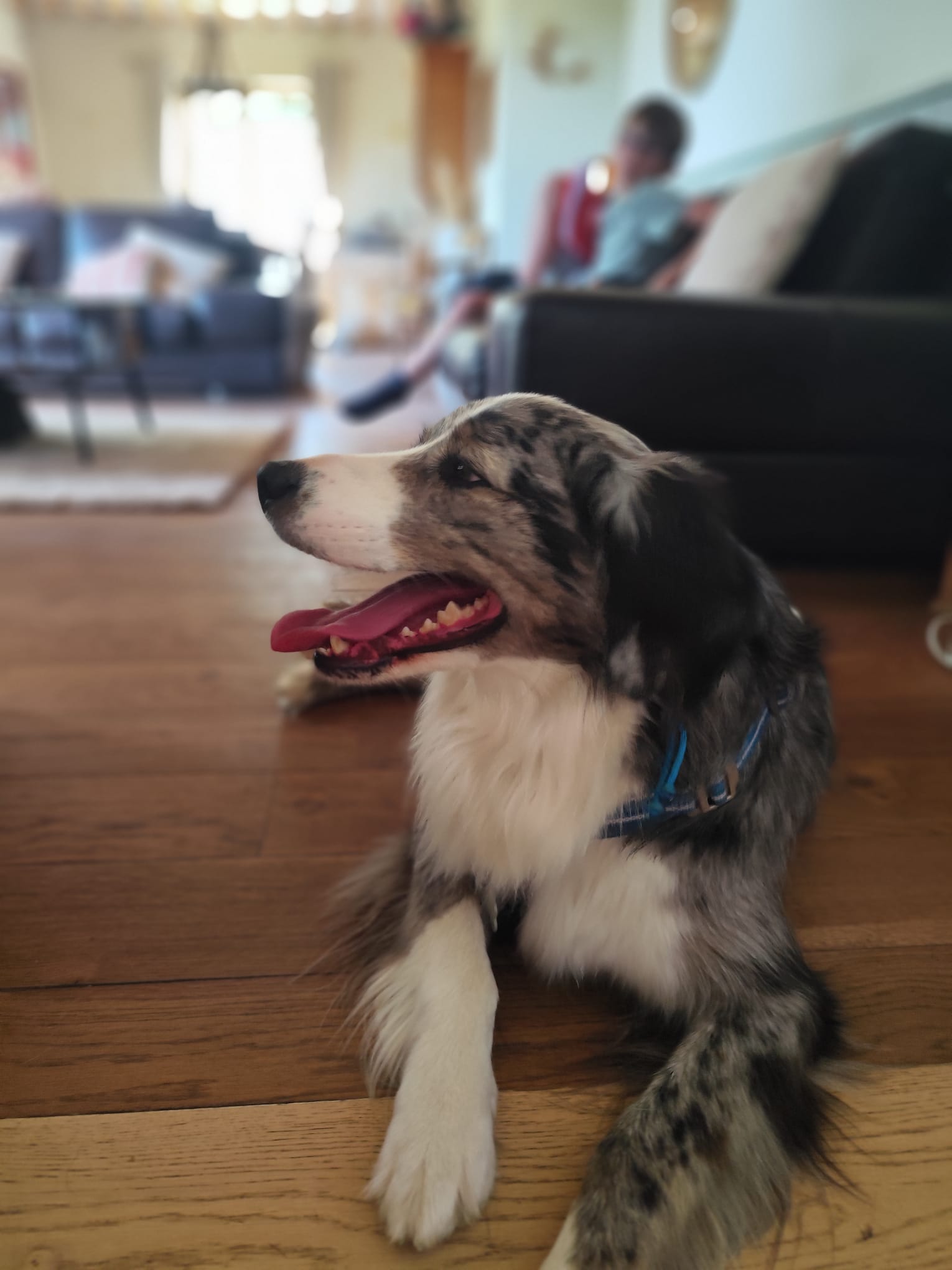 Doggie & co - Promenade et pension canine Normandie — photo