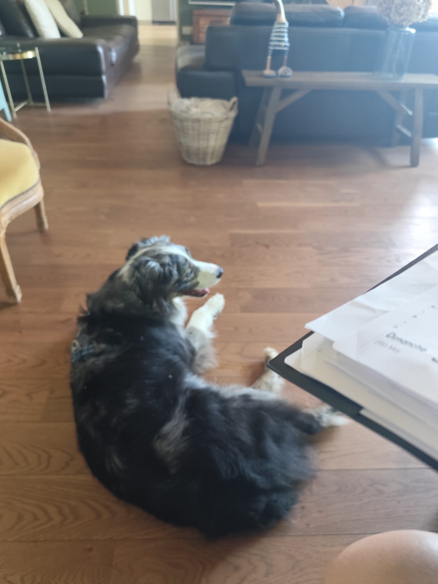 Doggie & co - Promenade et pension canine Normandie — photo