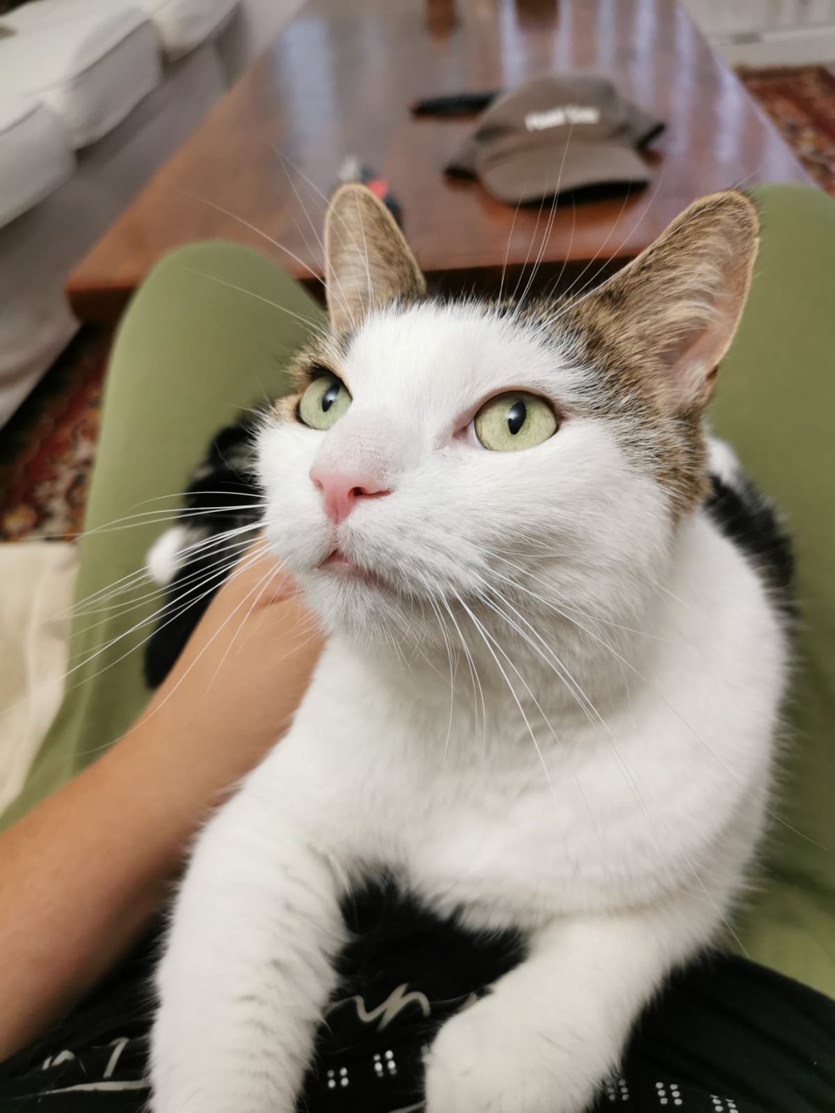 Petsitter Joyeux Compagnons - Garde à votre domicile de chats, chiens et autres animaux de compagnie - Promenade de chien — photo