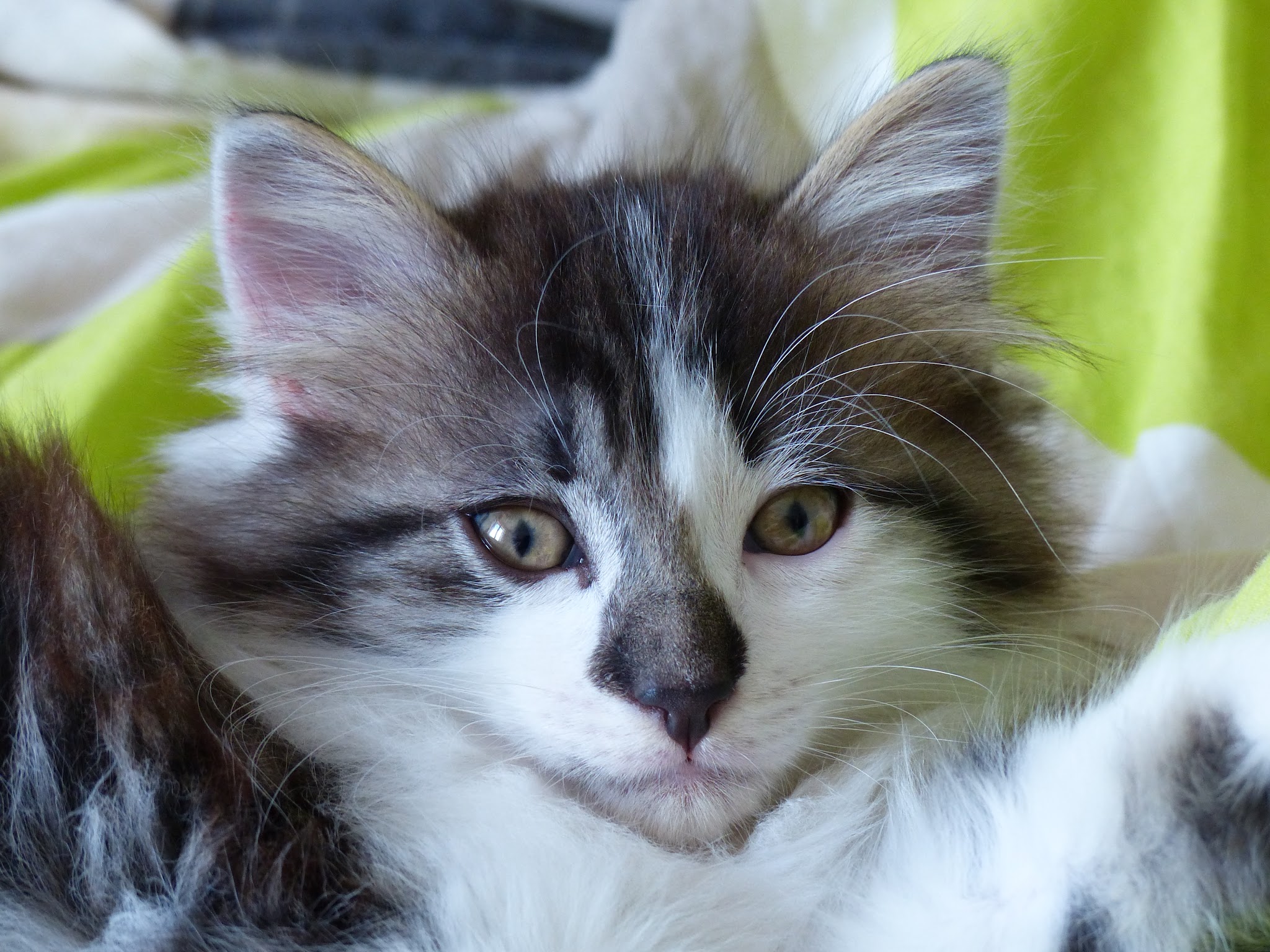Petsitter Joyeux Compagnons - Garde à votre domicile de chats, chiens et autres animaux de compagnie - Promenade de chien