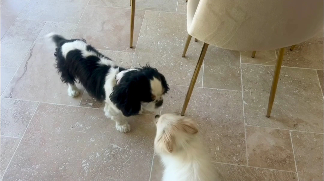 Chez Fox et Lily pension canine — photo