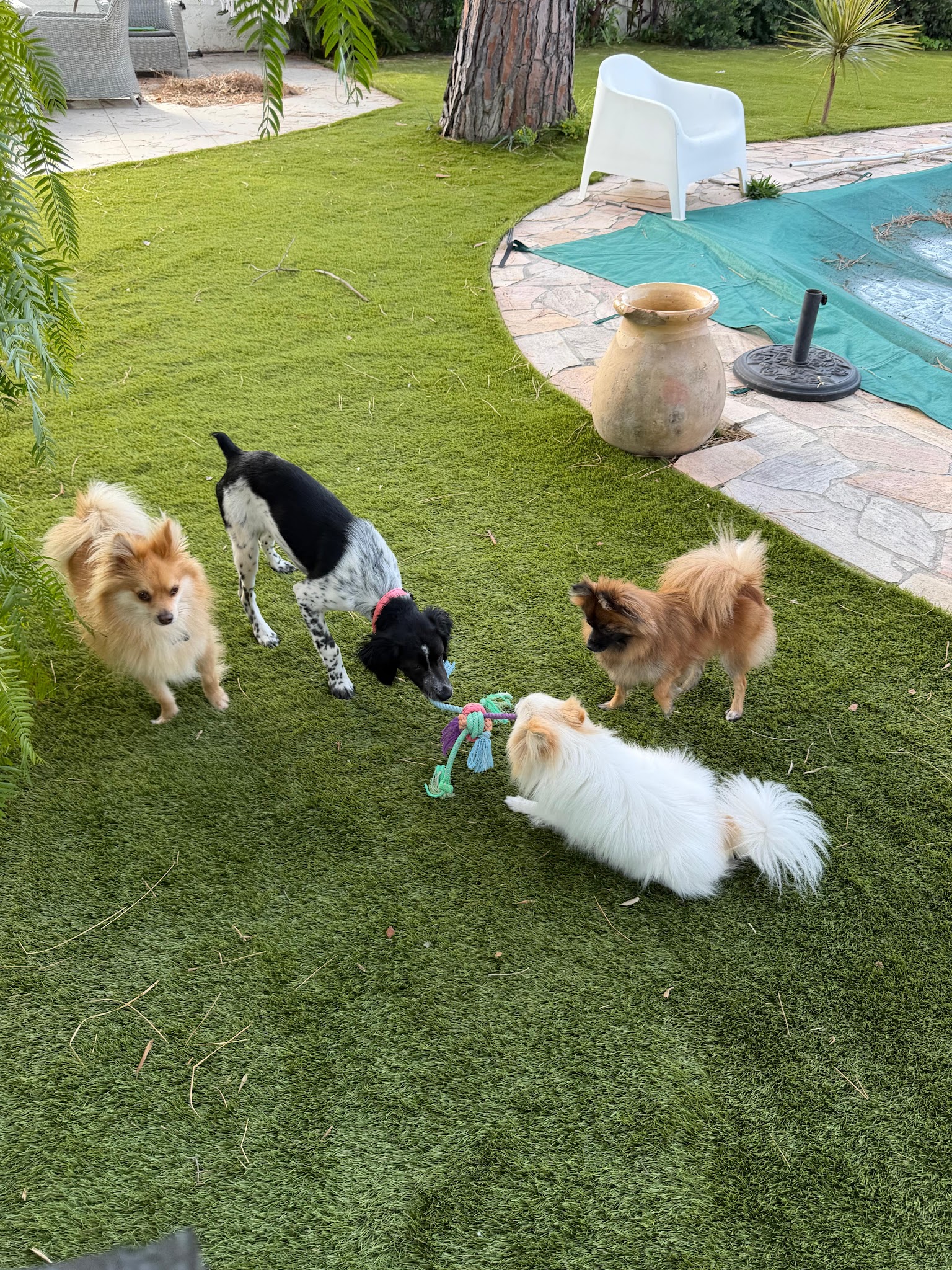 Chez Fox et Lily pension canine — photo