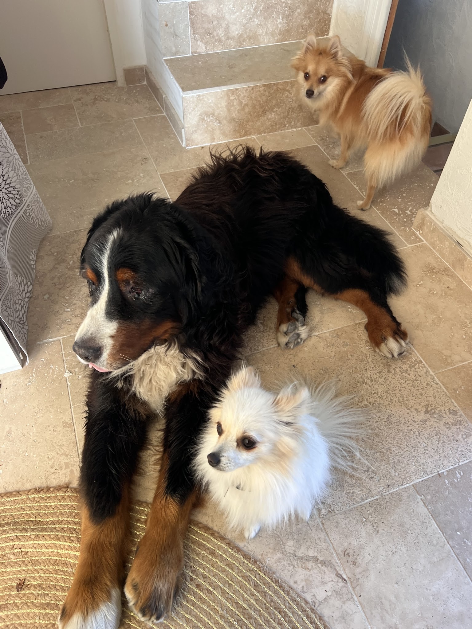 Chez Fox et Lily pension canine — photo