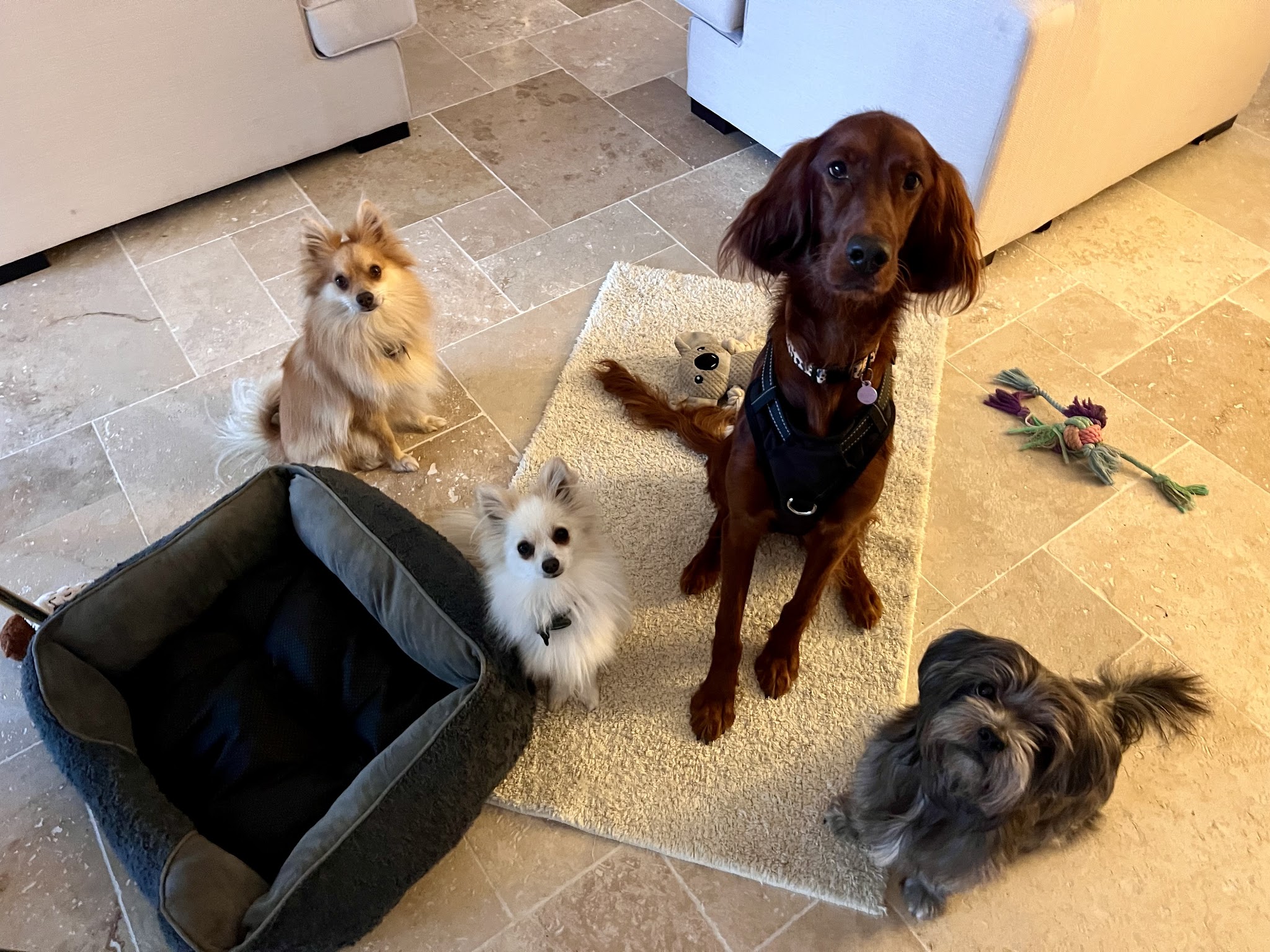 Chez Fox et Lily pension canine