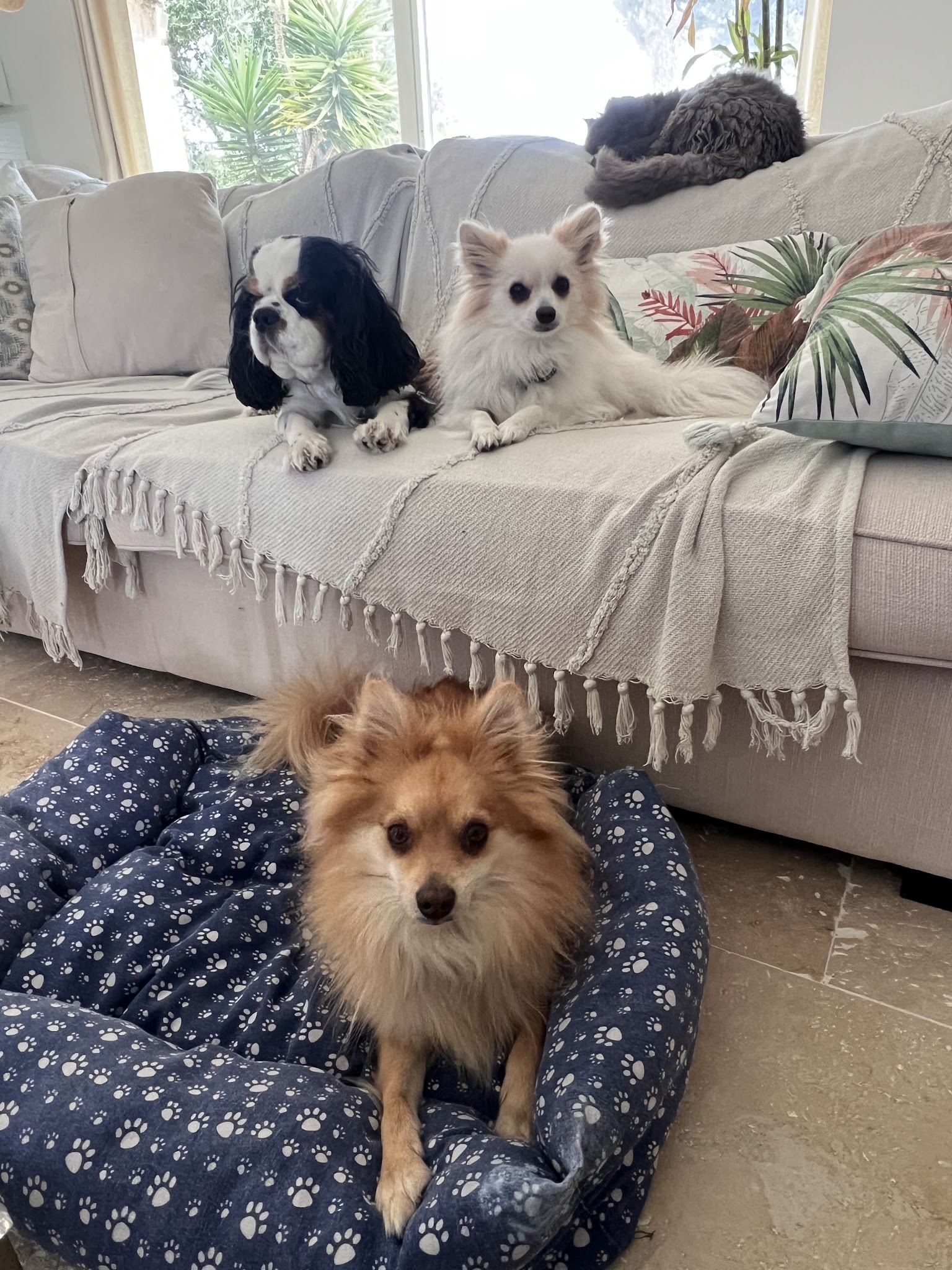 Chez Fox et Lily pension canine — photo