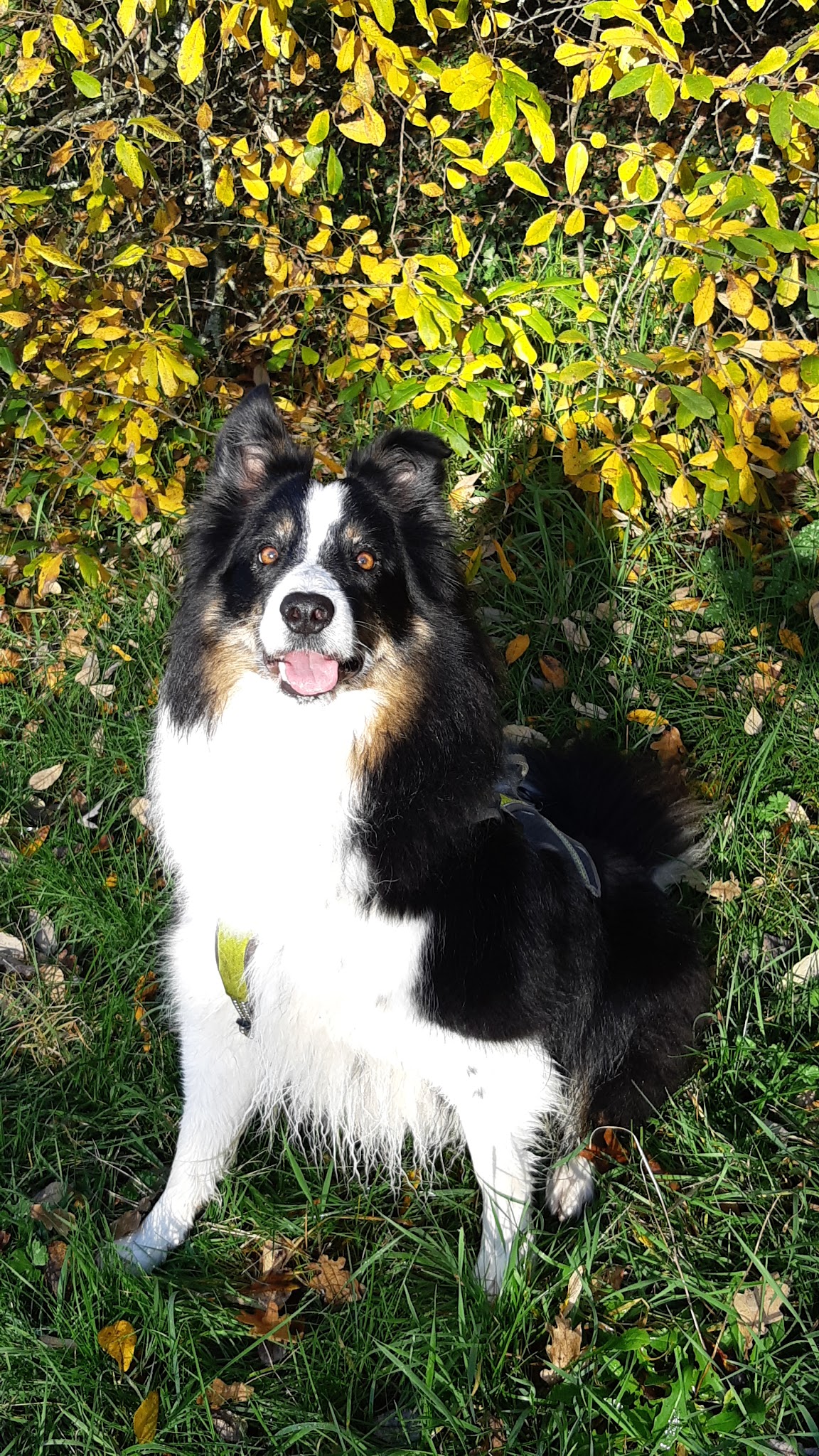 Pet.M.Sitter33 — photo
