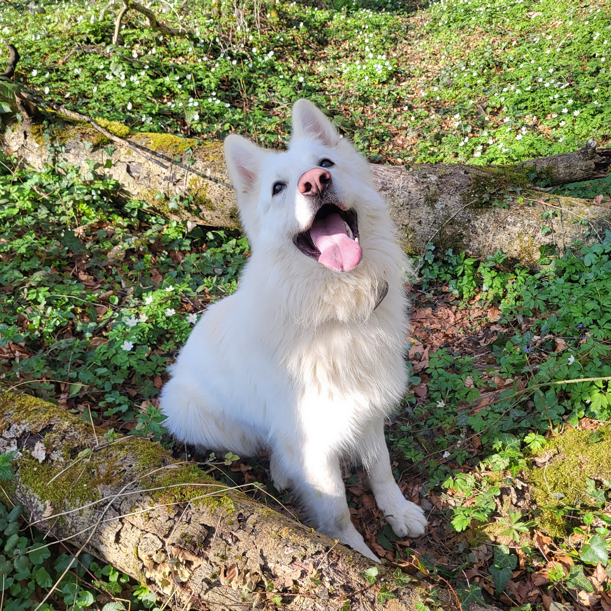 Pension Canine de l'Etang — photo