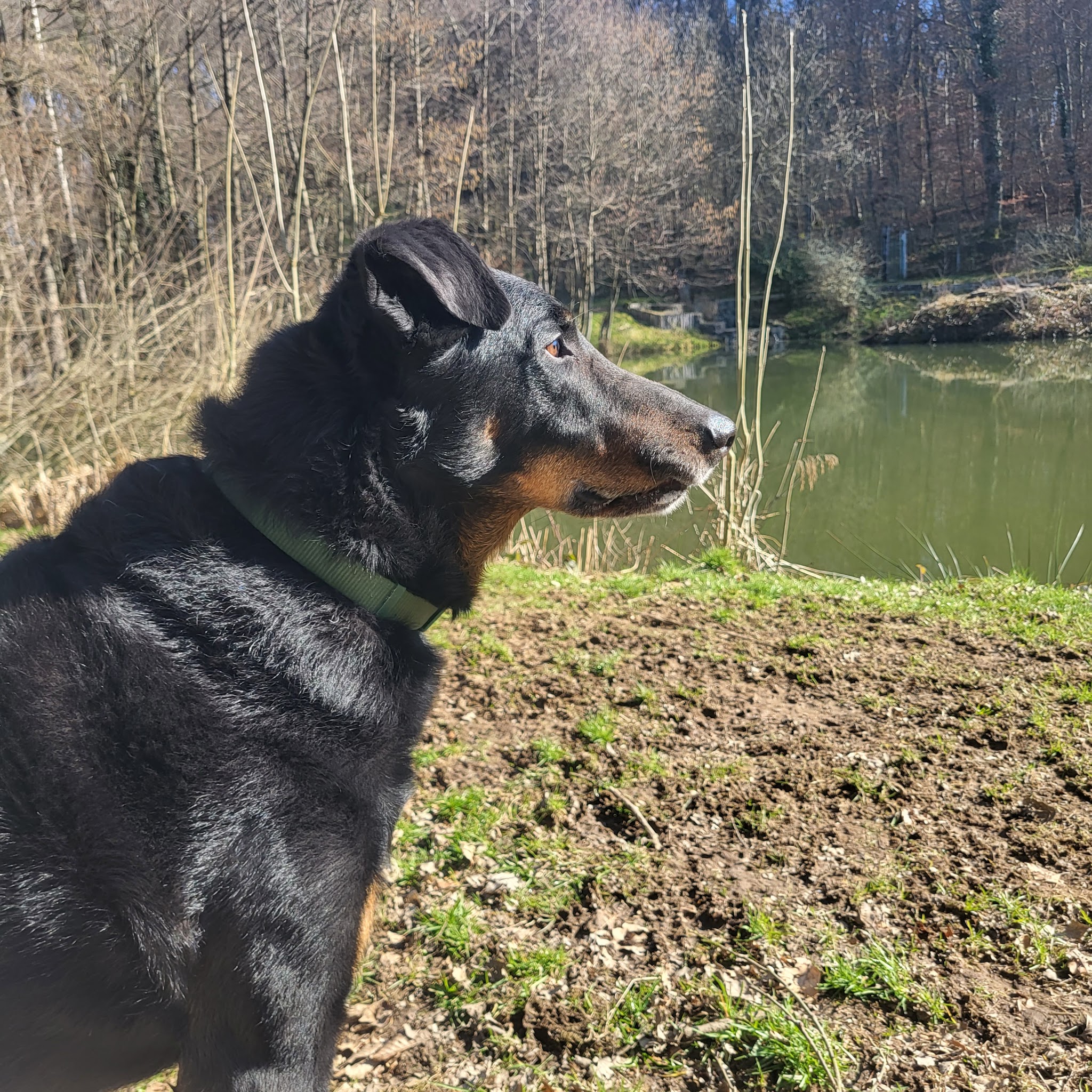 Pension Canine de l'Etang — photo