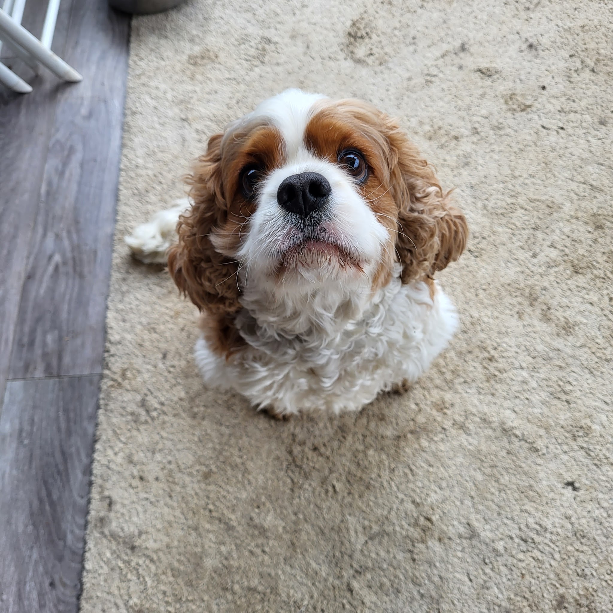 Pension Canine de l'Etang — photo