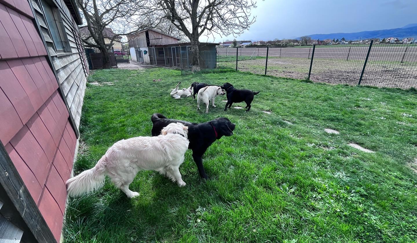 Pension Canine Du Ried-Educatrice Comportementaliste — photo