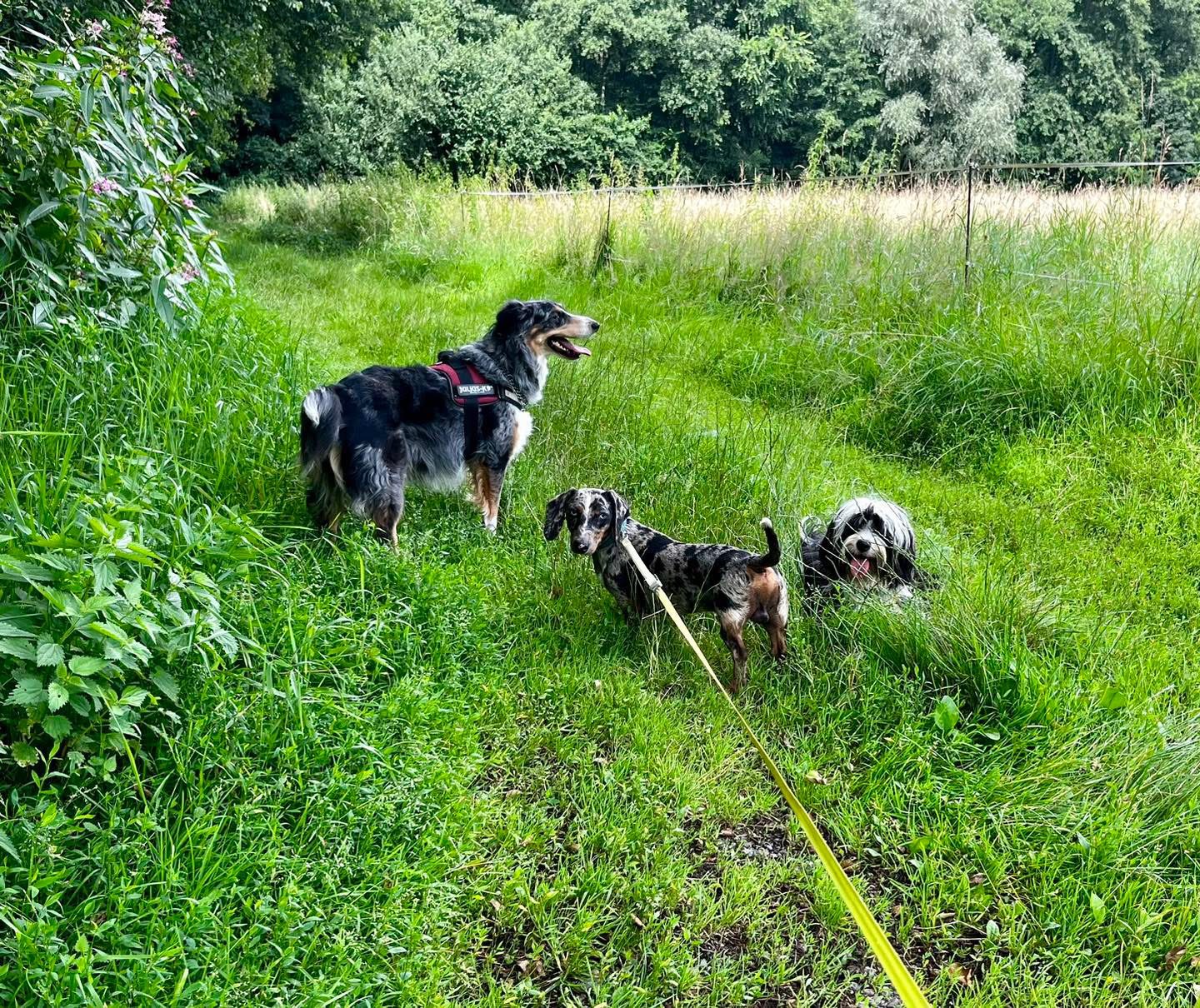 Pension Canine Du Ried-Educatrice Comportementaliste — photo