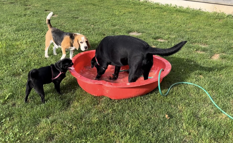 Pension Canine Du Ried-Educatrice Comportementaliste — photo