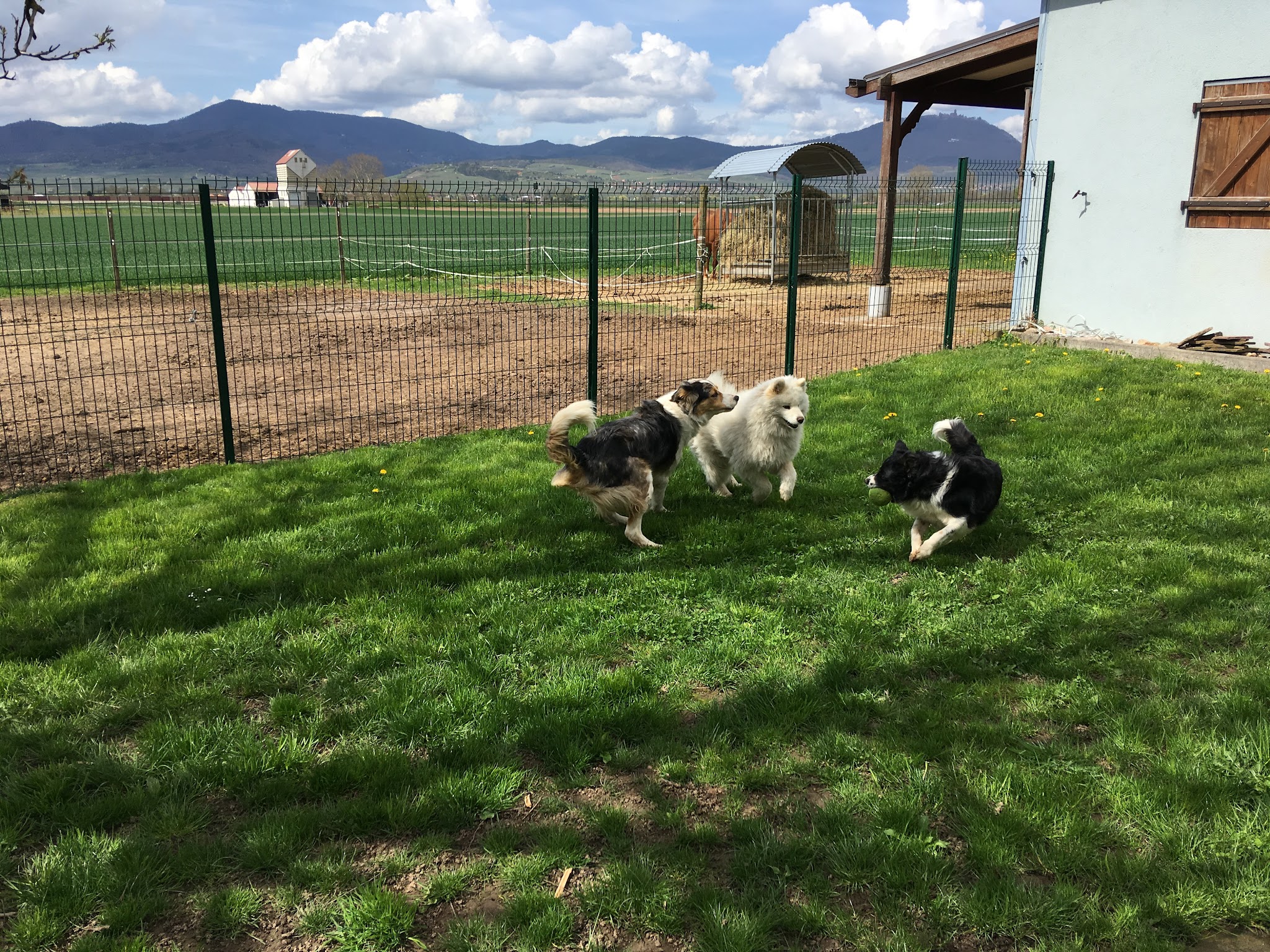 Pension Canine Du Ried-Educatrice Comportementaliste — photo
