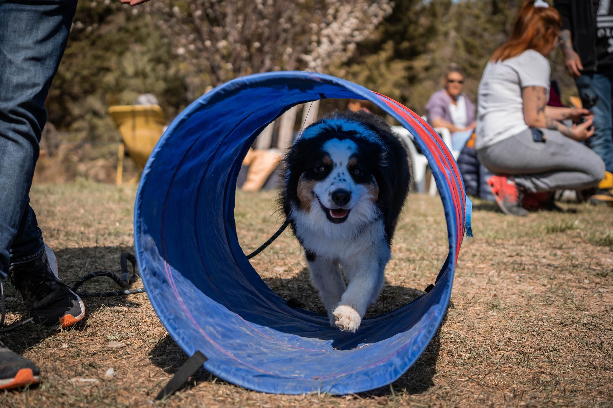 Passion Dog 04 — photo