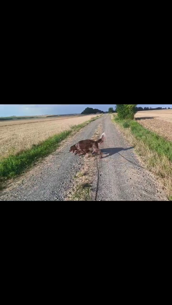 Pension canine des Hauts d'Autrêches — photo
