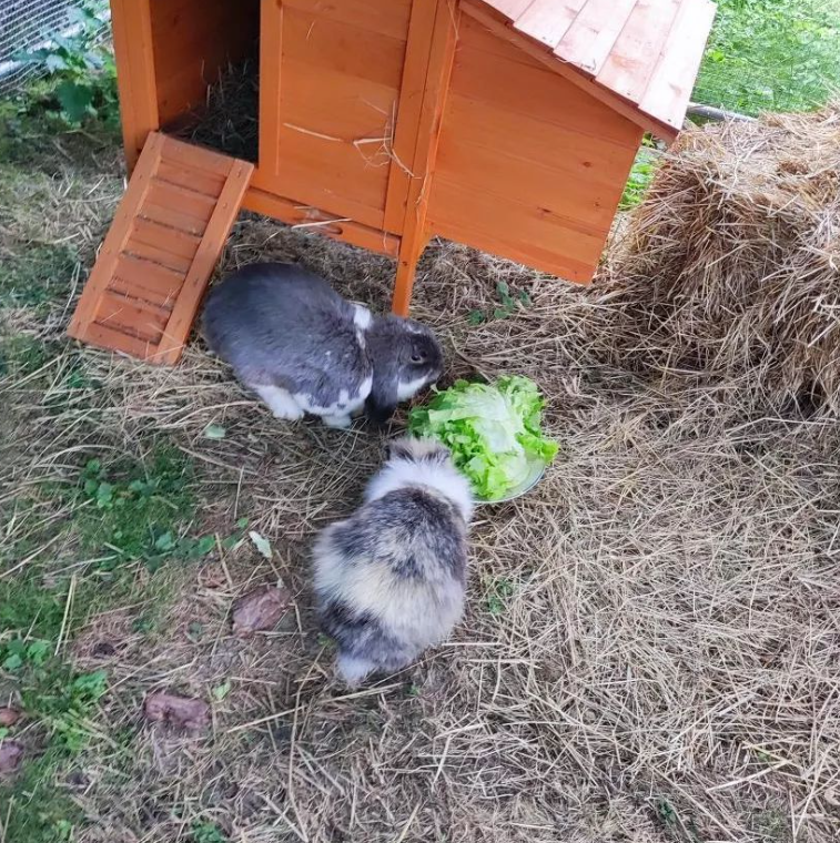 Boule de poil et compagnie 28 — photo