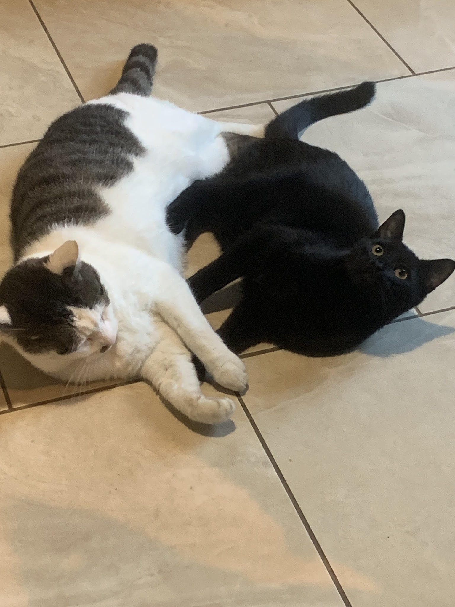 La Main à la Patte — photo
