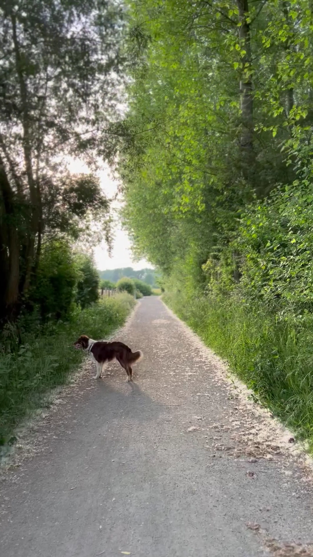 Au Rythme des Pattes | Pet-sitteur professionnelle | Willems (59) & alentours — photo