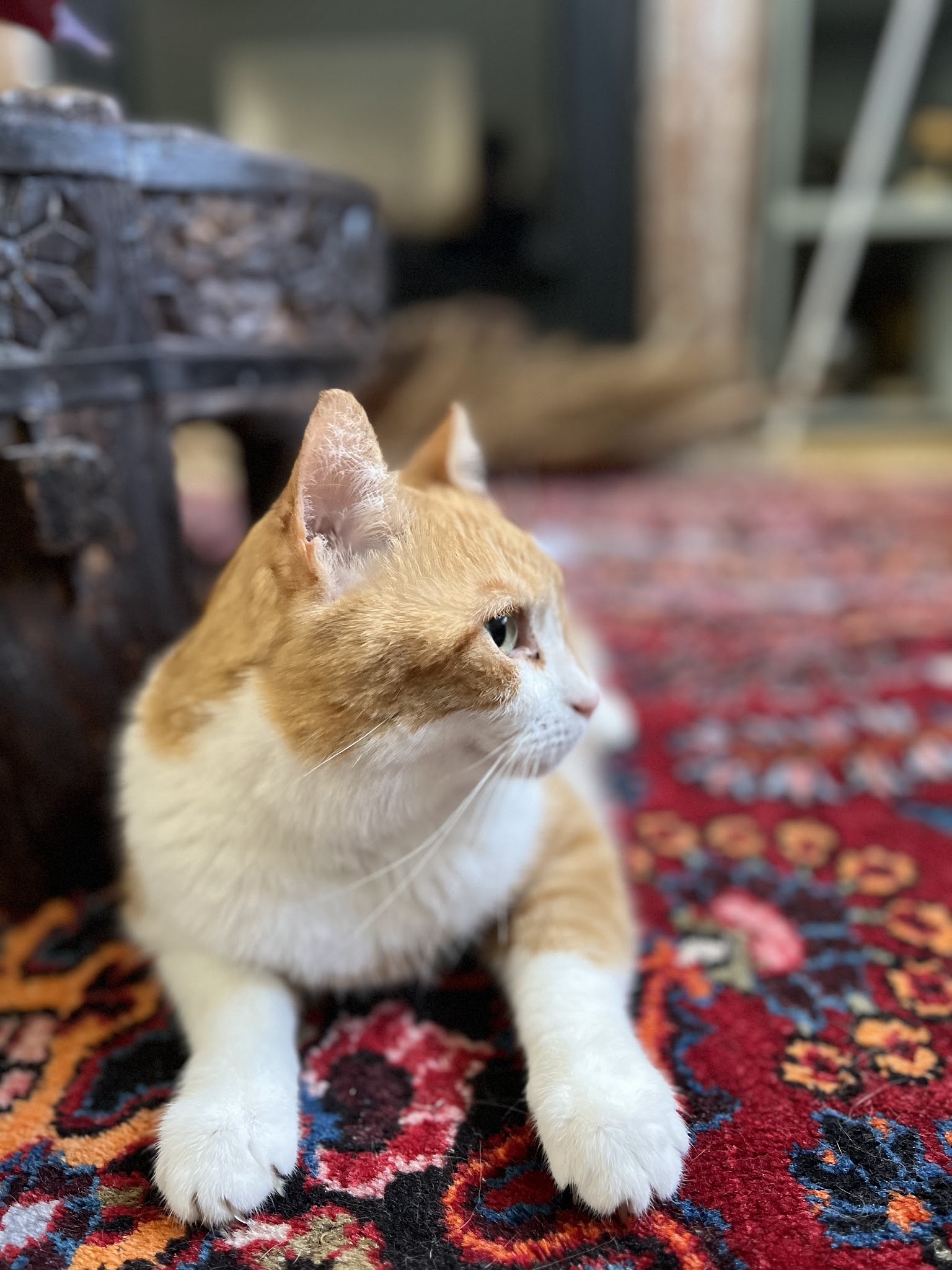 Au Rythme des Pattes | Pet-sitteur professionnelle | Willems (59) & alentours — photo