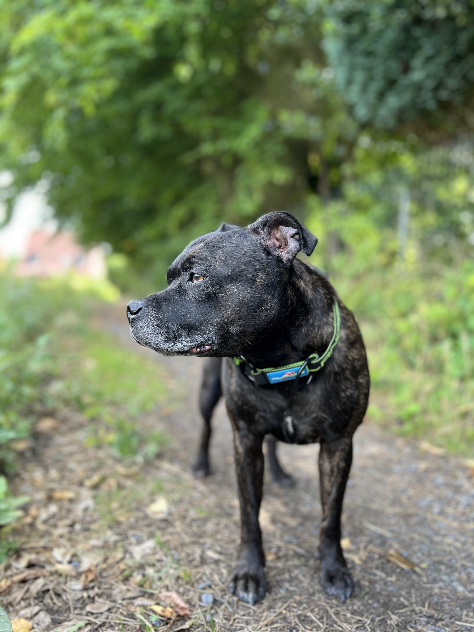 Au Rythme des Pattes | Pet-sitteur professionnelle | Willems (59) & alentours — photo
