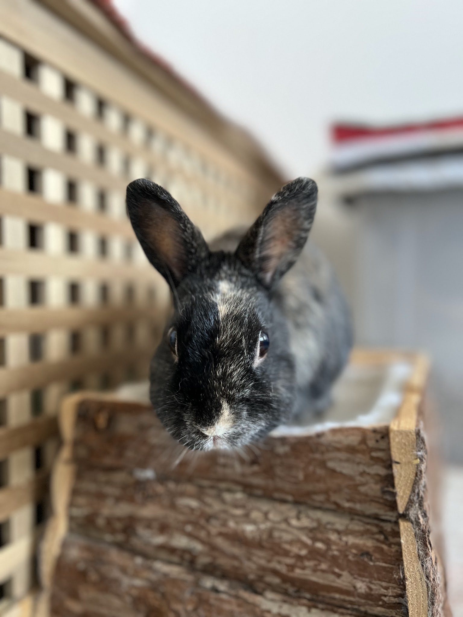 Au Rythme des Pattes | Pet-sitteur professionnelle | Willems (59) & alentours — photo