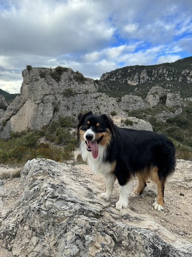 Elevage - Pension Canine Montpellier Domaine Du Salaison