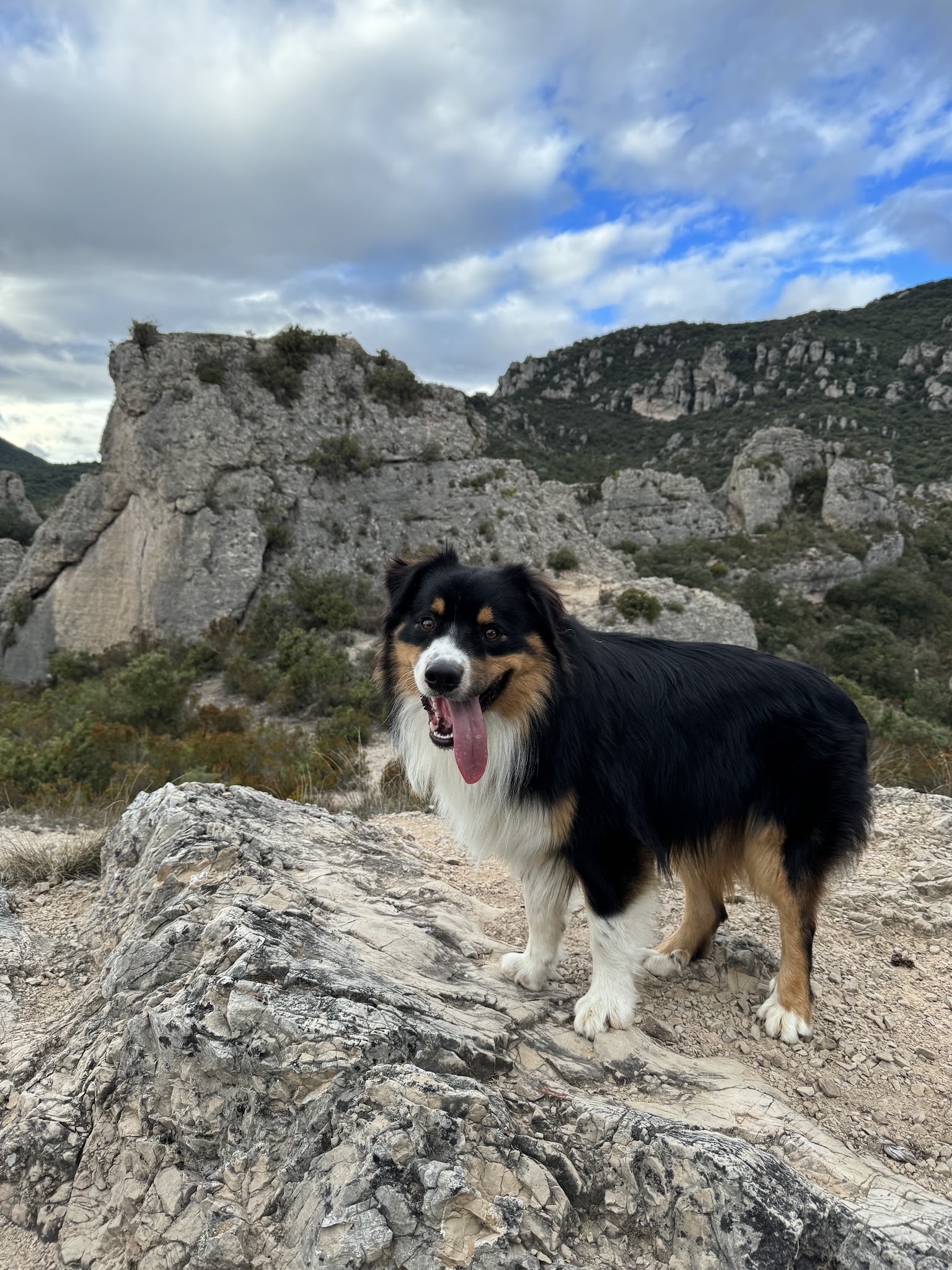 Elevage - Pension Canine Montpellier Domaine Du Salaison — photo