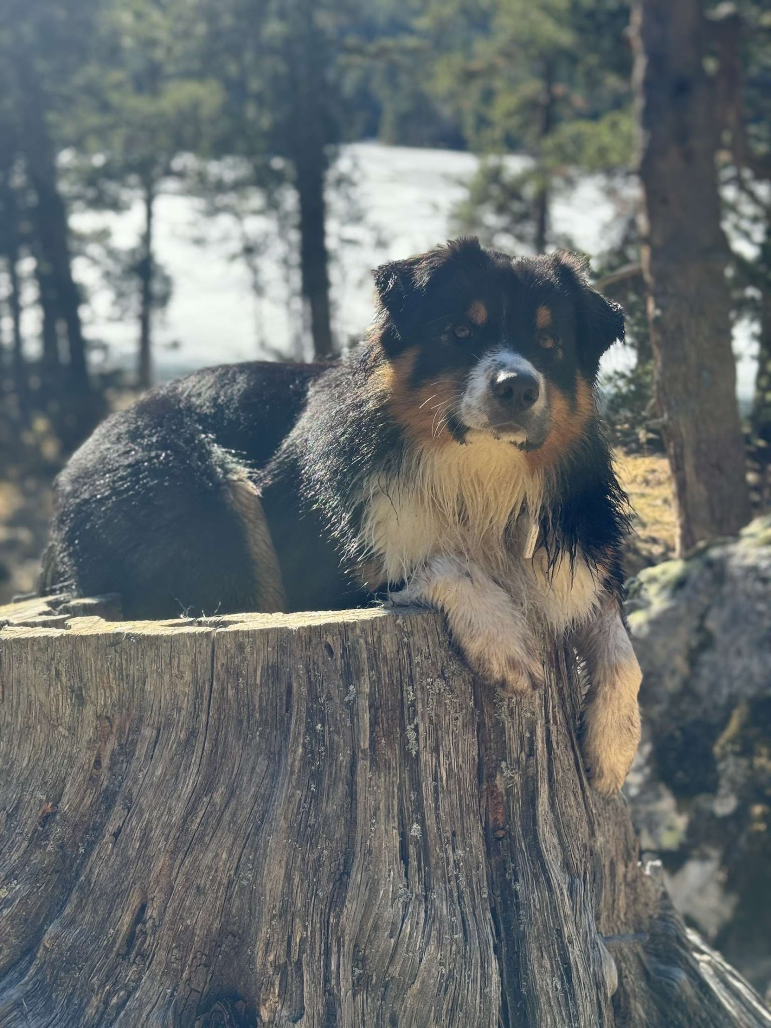 Elevage - Pension Canine Montpellier Domaine Du Salaison — photo